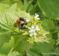 /album/my-local-birding-gallery/bee-feeding-on-hedge-mustard-jpg/